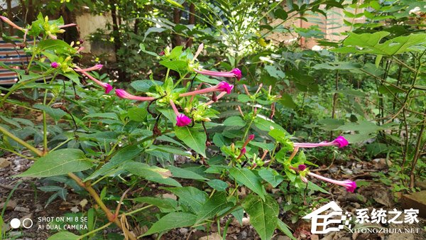 小米8 SE怎么样?小米8 SE体验评测