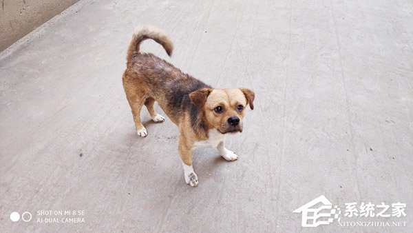 小米8 SE怎么样?小米8 SE体验评测