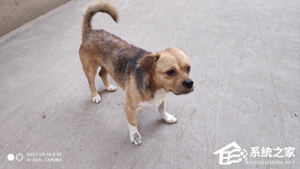 小米8 SE怎么样?小米8 SE体验评测